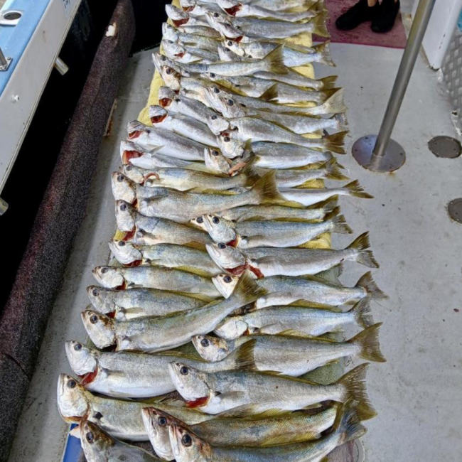 Gold Coast - Deep Sea Fishing- Discovery Fishing Charters Australia 2